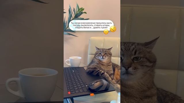 А чтобы действительно отдохнуть в выходные, переходите на наш сайт cleanbros.ru и заказывайте уборку