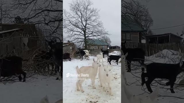 Козлята прыгуны