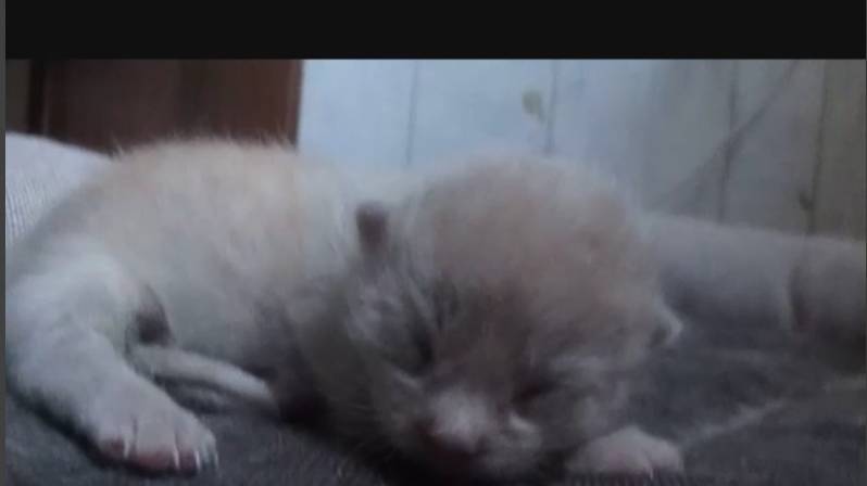 котёнок Мэйн-кун 3 недели активность растёт