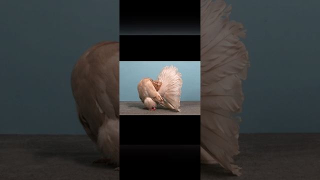 26-11-2024 голуби павлины