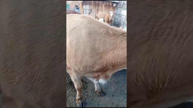Не лезьте в кадр серия 25 Домашние блогеры с