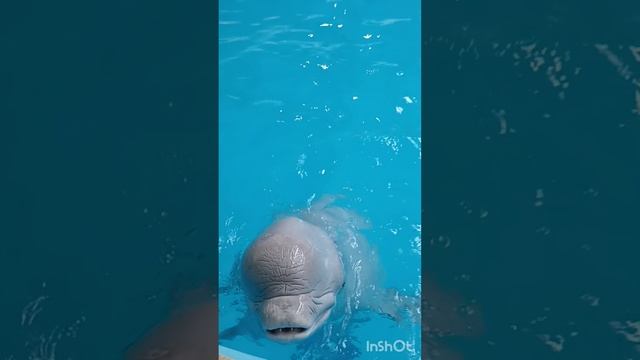 Белый полярный кит 🐳