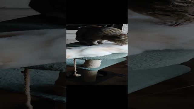1000144137.mp4