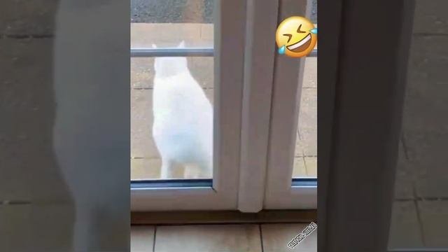 1000081577.mp4