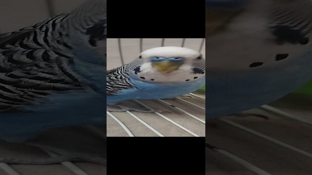 кеша устал