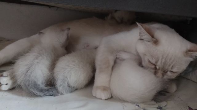 Котята малыши