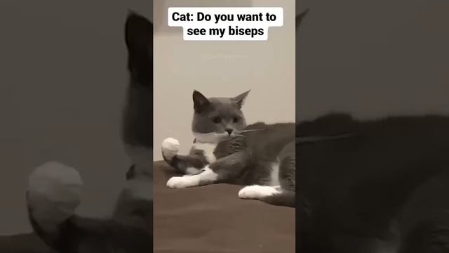 cats fails