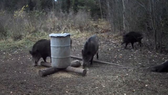 Когда медведь ушёл на зимовку, кабаны вернулись!