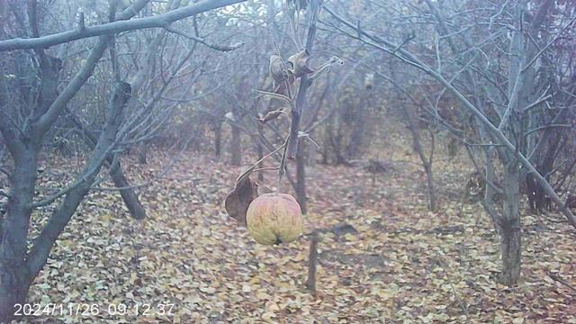 Видеоэтюд "Осень. Яблоко на отломившейся ветке"