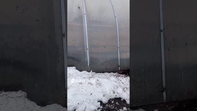 Гонка преследование курицы