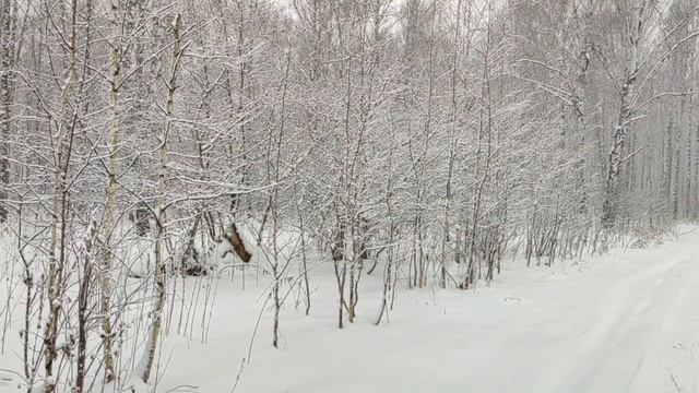 Канадский волк - гибрид. Сибирь. Ноябрь, месяц контрастов.
