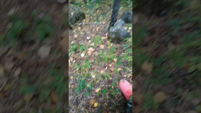 Мы - грибники - ездим в лес за опятами