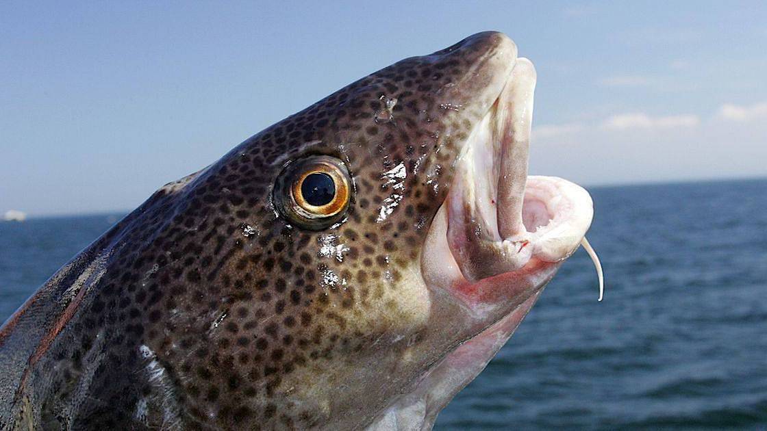 РР4 Норвежка