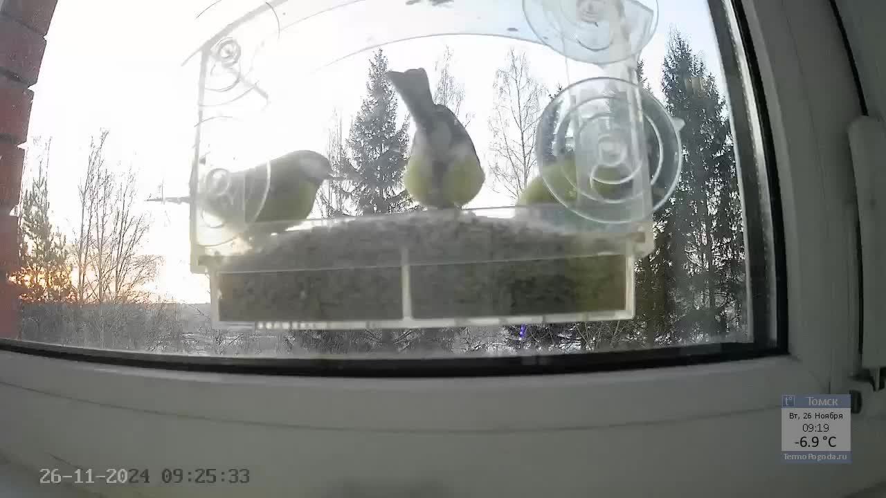 Кормушечка 26.11.24