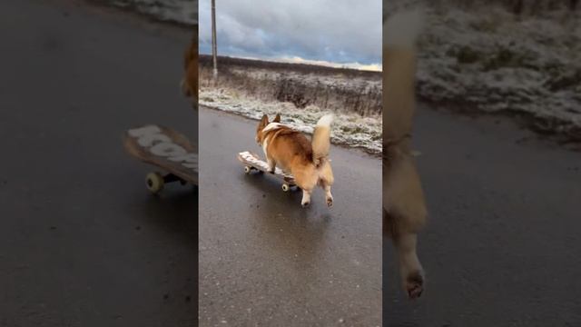Корги на скейте в любую погоду #коржмарти #корги #коргинаскейте #животные #corgi #dog #animals