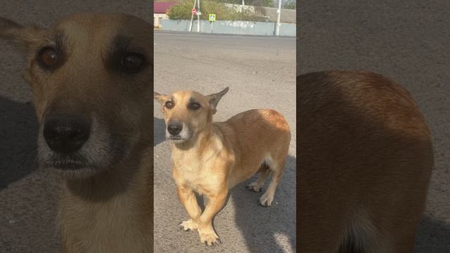 Можете ли вы утверждать, что любите собак, больше, чем людей