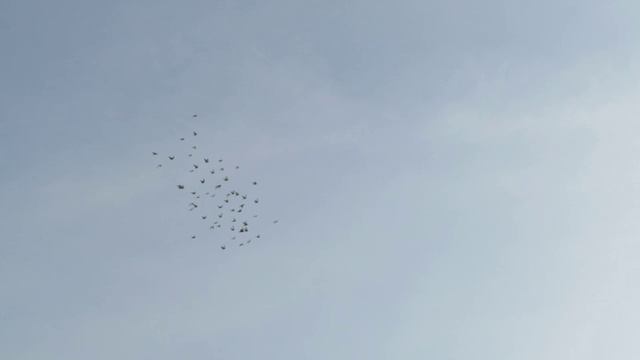 Лётные голуби 15
