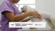 🐈⬛ Услуги ветеринарных клиник в Грузии: что доступно для вашего питомца?
