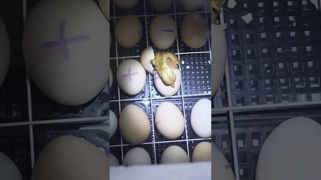 вылупление цыплят из инкубатора
