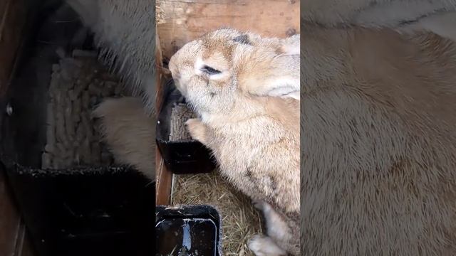Вкусно #bunny #rabbitry #animals #rabbit #cute #rabbitfarming #cuteanimals #кролики #rabbitfood