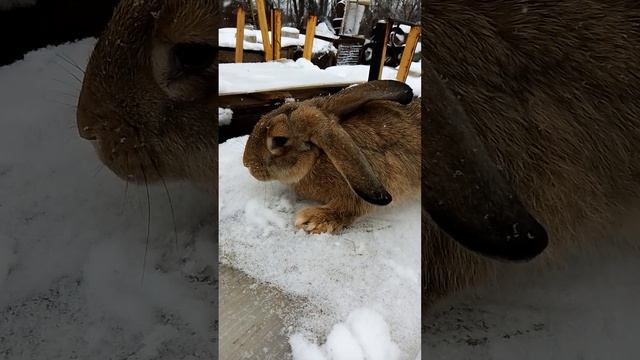 Кролики. Серьезный. #bunny #rabbitry #animals #rabbitfarming #cute #rabbitbreeds #rabbitfood #rabbit