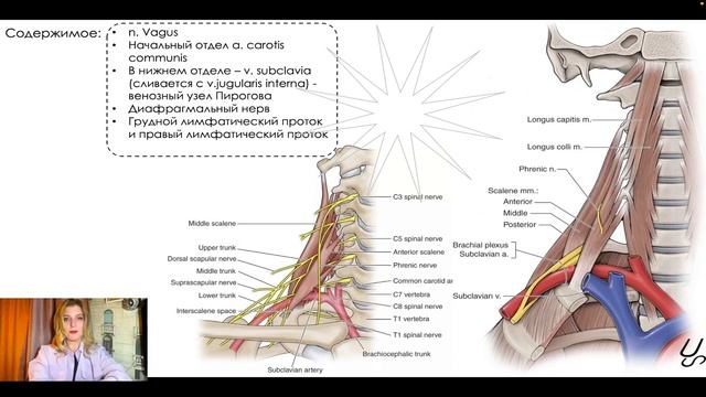 Топографическая анатомия шеи | Предлестничный, межлестничный и лестнично-позвоночный промежутки