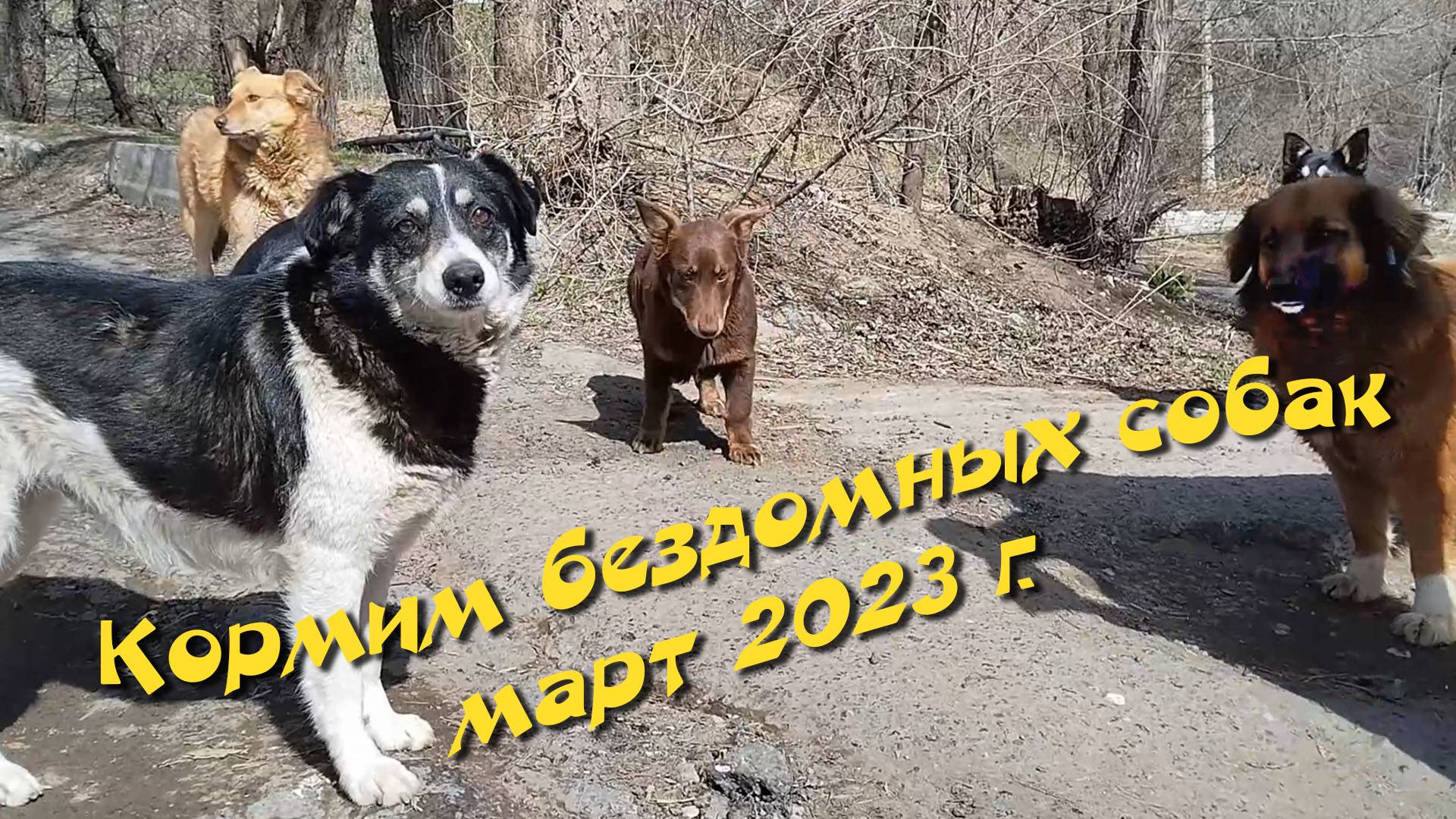 Кормим бездомных собак. Март 2023 г.