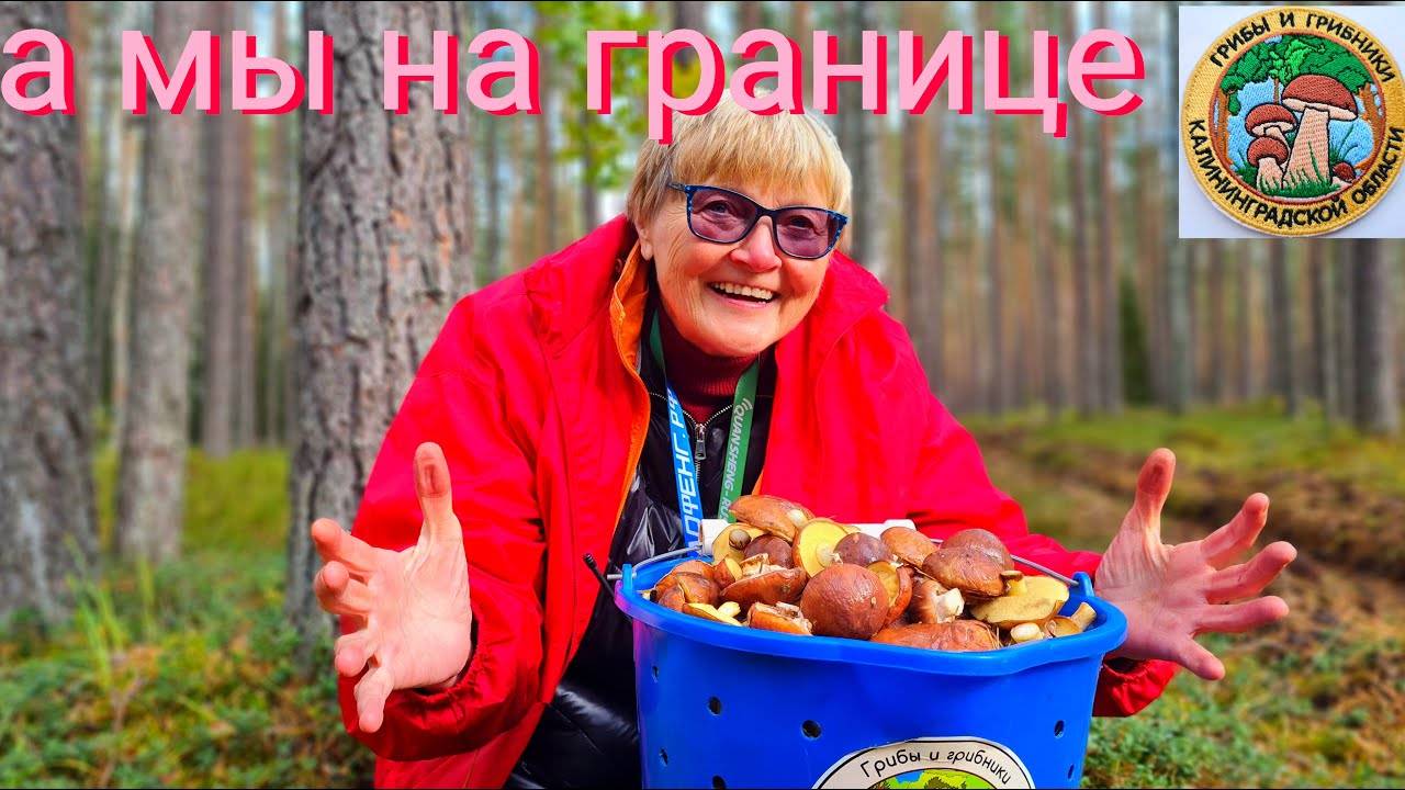 Белые Грибы На Границе С Литвой Грибная Пора Для Маслят. Поход За Грибами