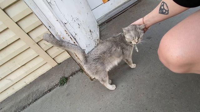 коська которая вышла погулять