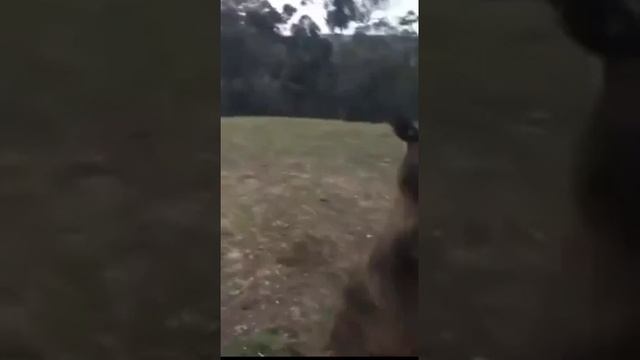 в гости кенгуру