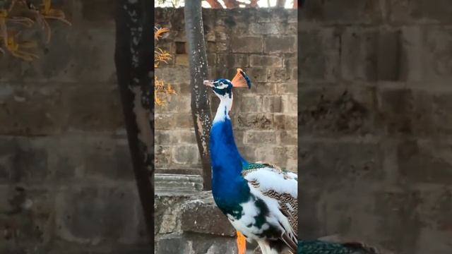 🦚 Солнце подсвечивает дыхание павлина, из-за чего кажется, что птица дышит огнём.