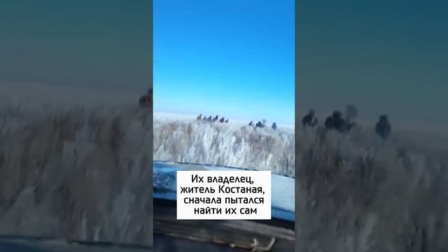 Когда пропали сразу 14 лошадей