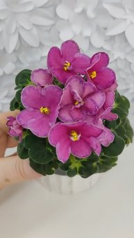 Фиалка Ma's Melody Girl