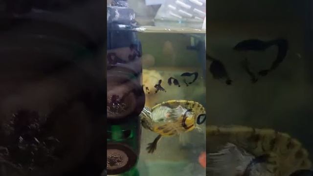 Красноухая черепаха. Здороваемся