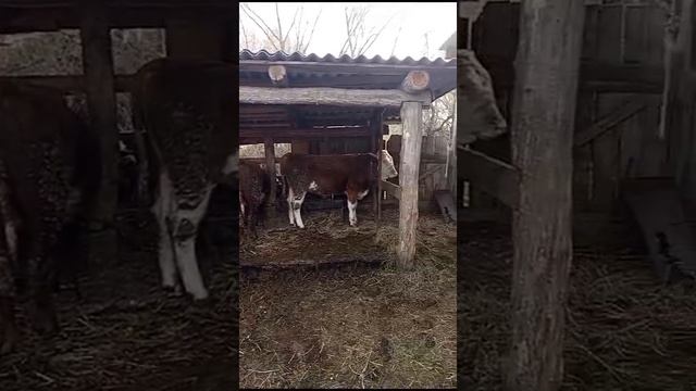 Домашние блогеры серия 27