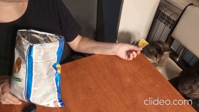 Коты едят чипсы