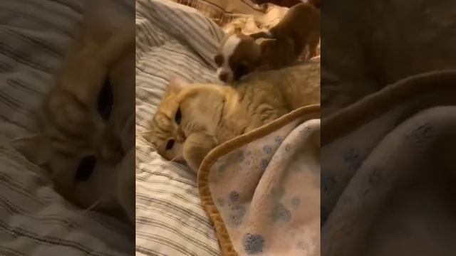 Вставай лежебока