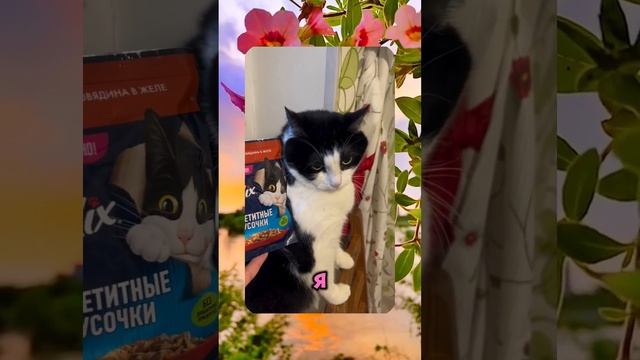 😍 ROMEO BARSKIY / ВИШЕНКА НА ТОРТЕ 🍒 #cat Новые ролики 👉 https://www.youtube.com/@romeobarskiy