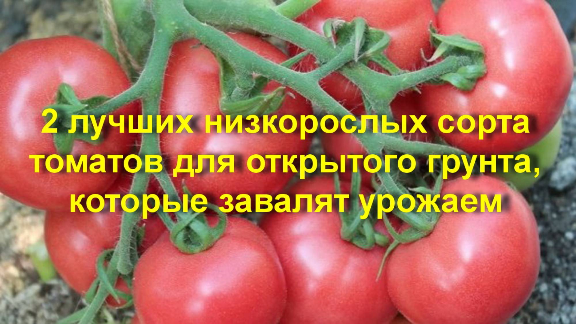 2 лучших низкорослых сорта томатов для открытого грунта, которые завалят урожаем