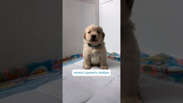 Как приучить щенка к туалету? 🐶