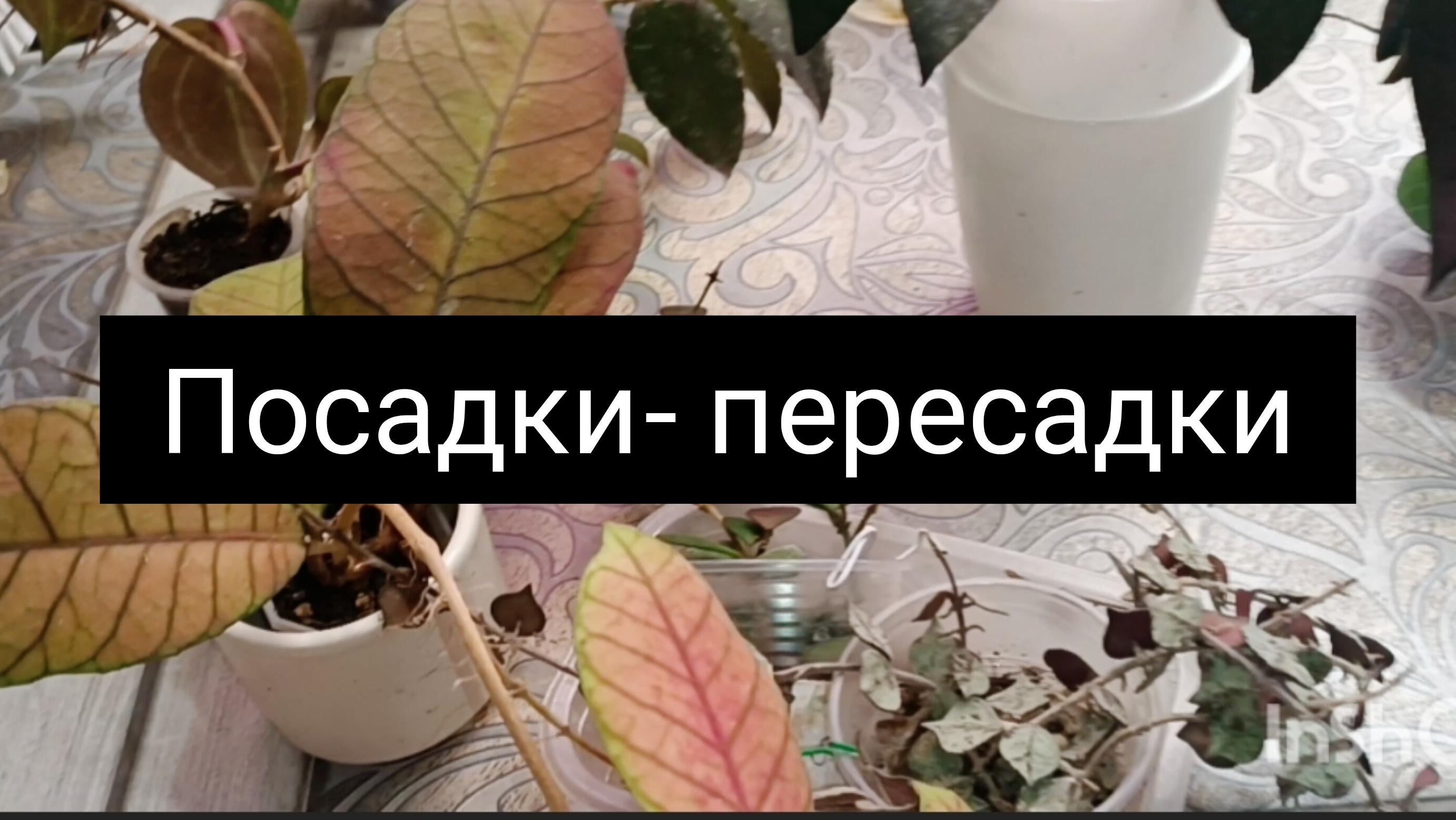 хойи! посадки - пересадки