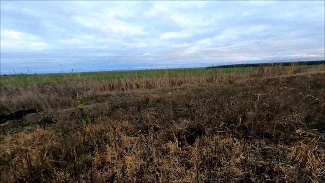 охота с курцхааром по фазану.