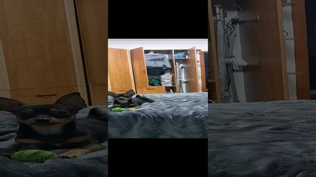 Тойтерьр Спайк настойчиво просит чтобы я с ним поиграл🤣