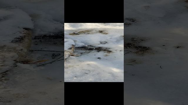 река томь,поймали старую сеть