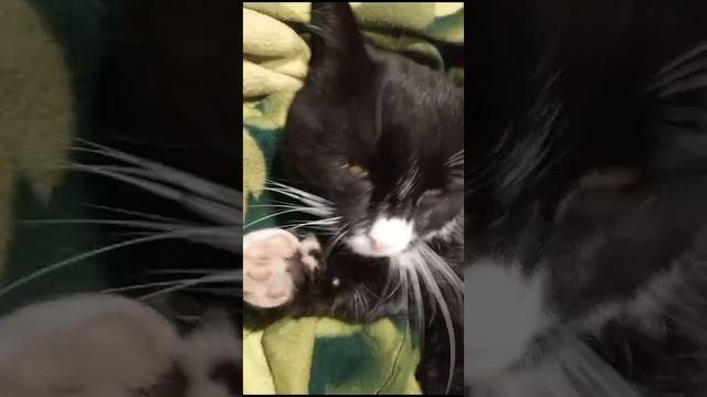 Мой кот часть 9