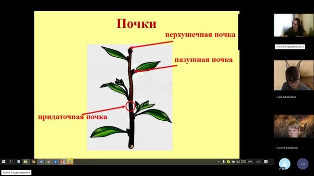 6 класс_26.11_11_Побег_Почка