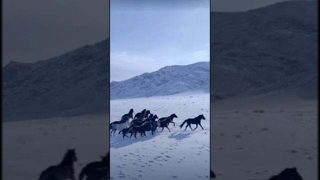Поскакали. Дмитрий Шлапак