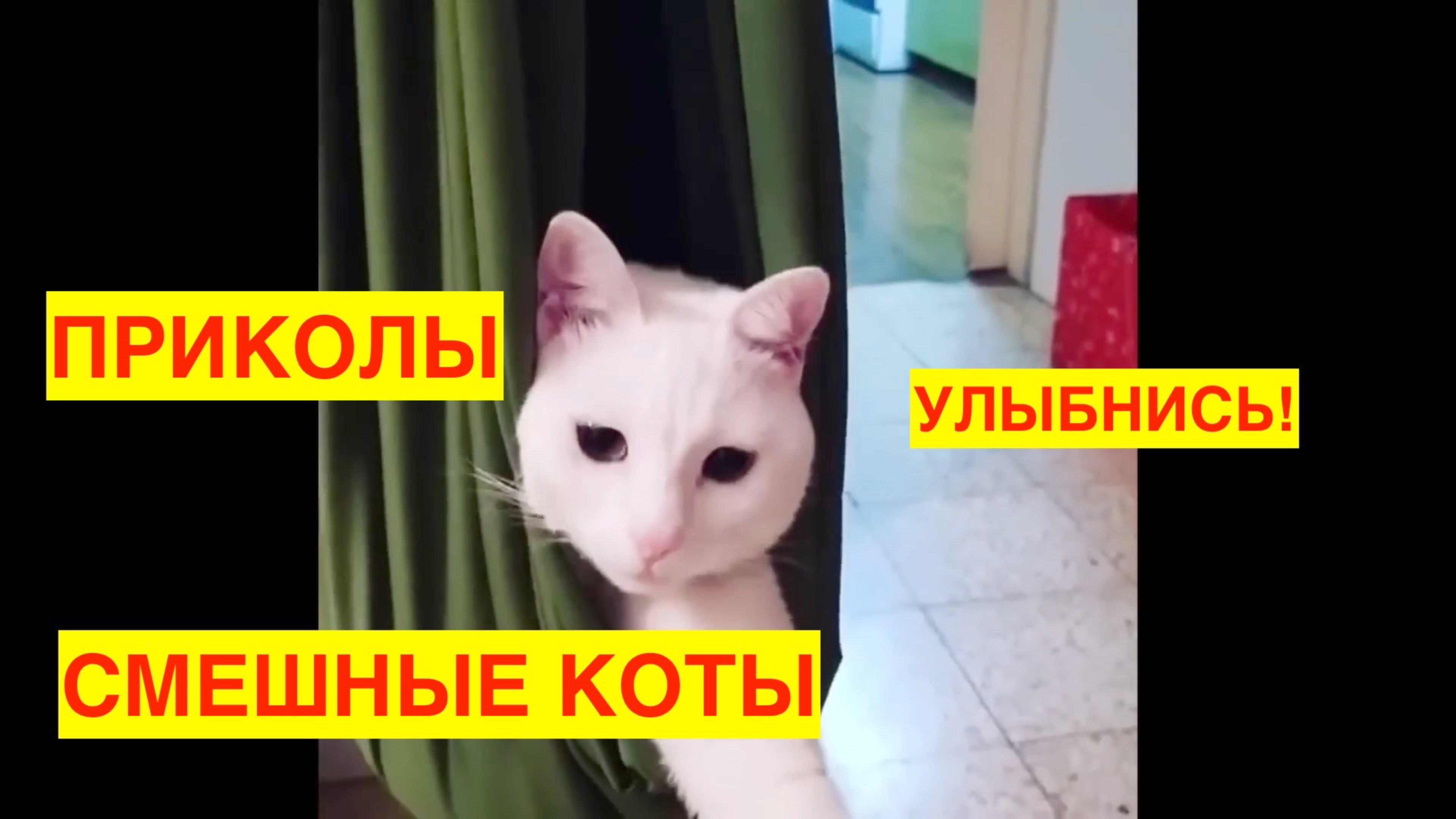 ПРИКОЛЫ С КОТАМИ! СМЕШНЫЕ КОТЫ! УЛЫБНИСЬ! КОТИКИ. ПРИКОЛЫ. ПОДБОРКА -2