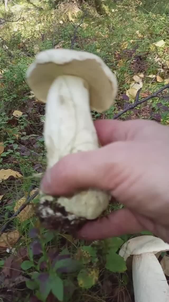 Как собирать КАЙФОВЫЕ грибы How to pick NICE mushrooms
