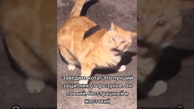 Смелый кот)))